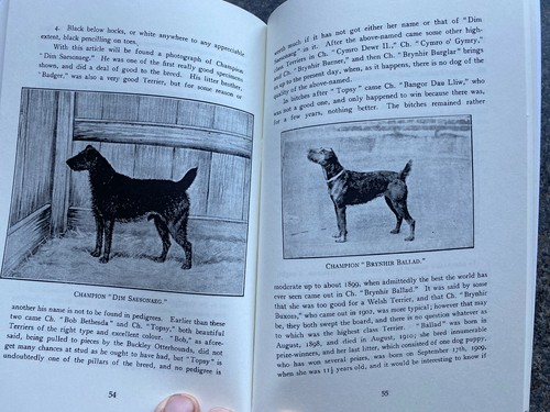 Welsh terrier dogs - welsh, rare