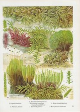 Vintage print, plant