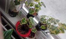 Pelargonium 'Mrs Pollock'