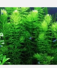 12x Hornwort Live Aquarium  Oxygenating Plant Aquarium Fish Tank/Pond Plants