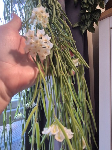 Hoya linearis wax - plant', x