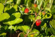 Strawberries- Fragaria vesca -