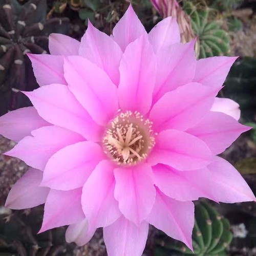 Echinopsis one special - one, of