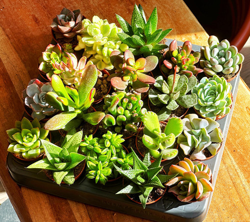 20pcs succulent plants in - plants,