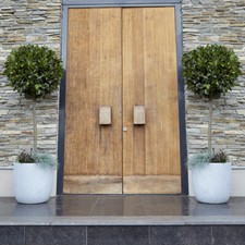 Bay Tree, Pair of Standard Trees, 70-80cm Tall, Evergreen Easy to Grow