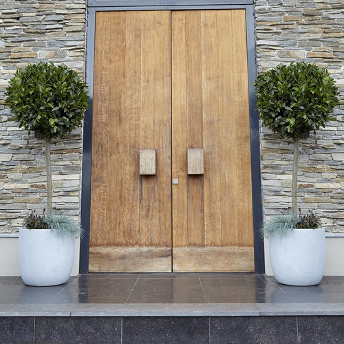 Bay tree pair - tree,, standard