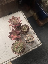 Echeveria succulent plant   X