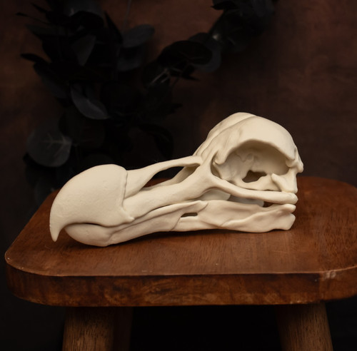 Dodo skull replica - dodo, life