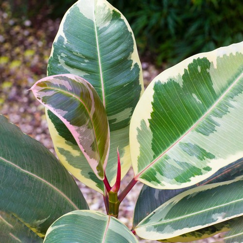 Vibrant ficus tineke rubber - -,