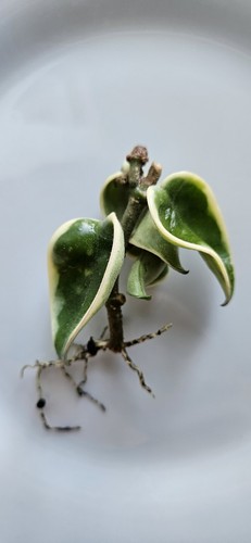 Hoya carnosa compacta - carnosa,