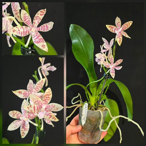 Phalaenopsis hieroglyphica