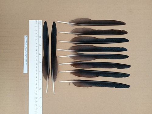Thin european carrion - 10,