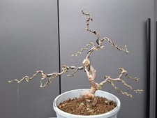 Hamamelis Bonsai Tree
