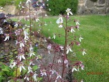 3 x Slinky Saxifraga