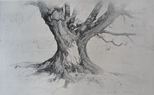 Study beech tree d y - of,