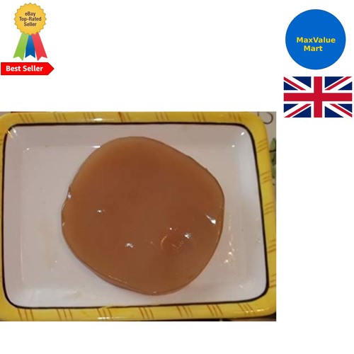 Kombucha tea culture large - tea,