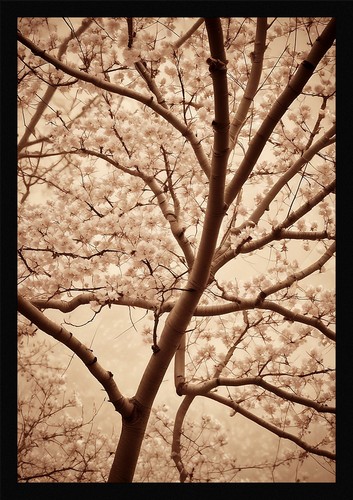 Vibrant cherry blossom framed - vibrant,