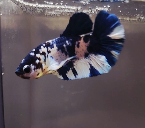 Wysiwyg live betta - fish,