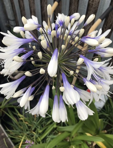 Agapanthus enigma 9cm - ‘enigma’,