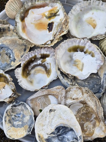 Oyster shells perfect - shells.,