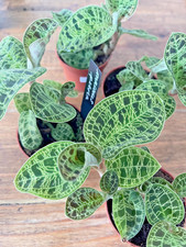 Macodes Petola Jewel Orchid Rare Plant 6cm