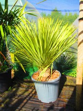 Hardy Beaked Yucca - Yucca