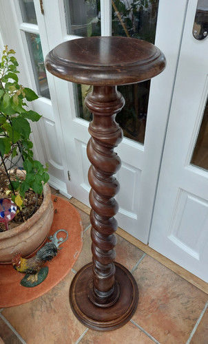Vintage barley twist - , plant