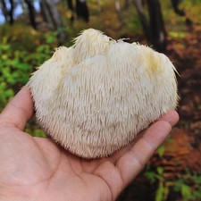 Lion's Mane Mushrooms Growing