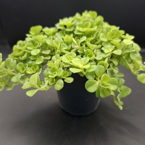 Pilea depressa baby tears - pilea, depressa,baby