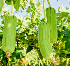 Luffa Gourd – 20x Seeds – Edible Young Fruit - Cucumber Type Vegetable