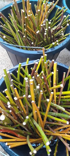 Willow cuttings mixed - x,