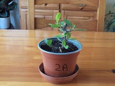 Euphorbia Milii - 'Crown of