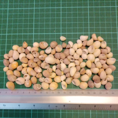 Mixed periwinkle shells 100g - shells,