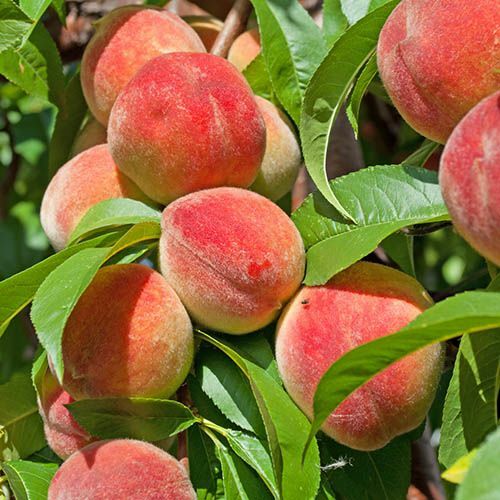 Peach tree seeds - x,