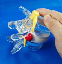 Anatomical Human Lumbar