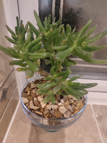 Flowers gollum jade - jade, indoor