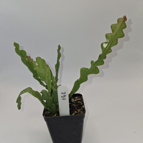Fishbone cactus zig - cactus,