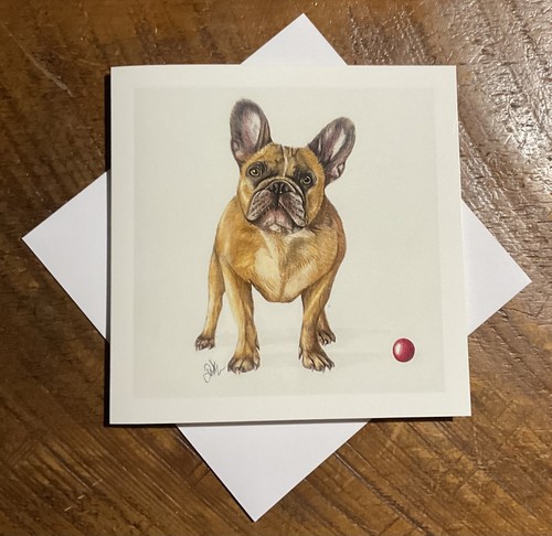 French bulldog dog breed - bulldog,