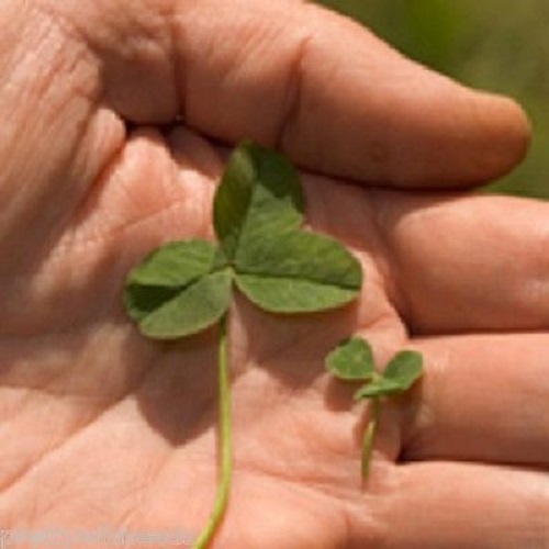 2kg micro clover lawn grass - 2kg,