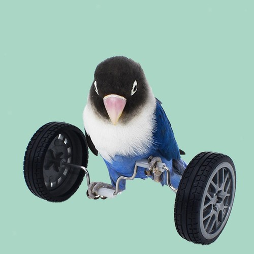 Parrot balance toy play - parrot,
