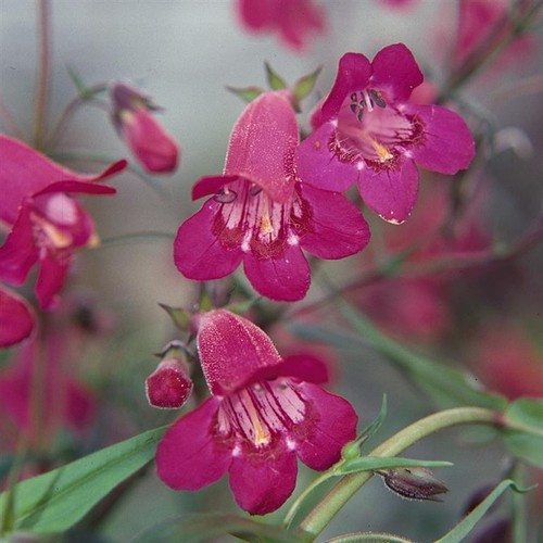 Penstemon garnet pack - garnet, 3