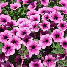 6 Trailing Petunia Surfinia