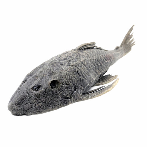 Prehistoric fish taxidermy - fish,