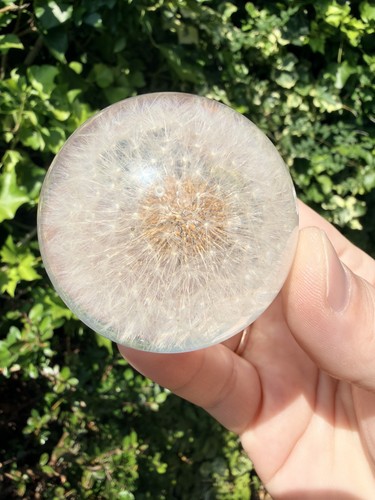 Solid acrylic dandelion - acrylic,