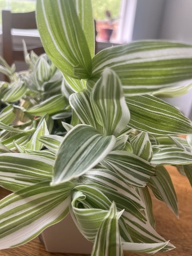 Tradescantia albiflora - tradescantia, “albiflora”