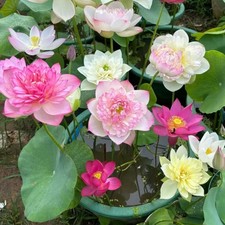 50 Mixed Color Bowl Lotus