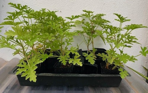 Citrus scented geranium - citrus,