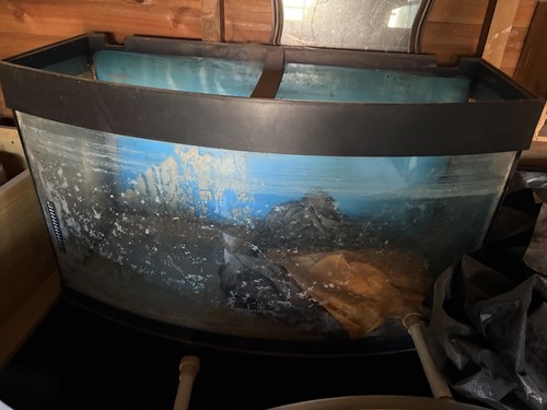 Jewel fish tank - fish,
