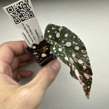 Begonia Maculata Pink