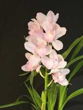 Cymbidium Pink, Compact Plant